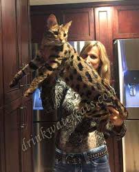 The savannah cat is the largest of the cat breeds. F1 Savannah Cats For Sale Breed Information At Drinkwater F1 Savannah Cats