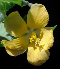 Image result for Pavonia burchellii