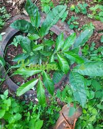 Image result for Deinbollia kilimandscharica