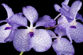 Image result for Vanda coerulea