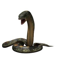 The titanoboa was a massive snake that lived in columbia. Titanoboa Jurassic World Alive Wiki Fandom