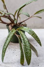 Image result for Ledebouria