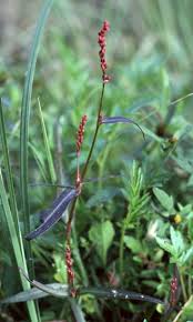 Image result for Persicaria hystricula