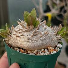 Image result for Trochomeria polymorpha