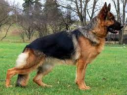 German shepherd puppy price in patna. What Is The Price Of A German Shepherd Dog In India Quora
