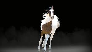 White Brown Horse Galloping Black Background Wallpaper Hours Running Frame Pxfuel