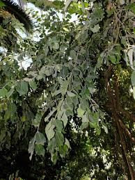 Image result for Dalbergia