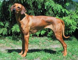 Image result for rhodéský ridgeback