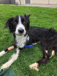 Border collie puppies for sale at marketplaces. Justice For Ziggy Oregon Humane Society