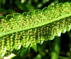 Image result for Ampelopteris