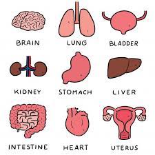 Vector Set Of Internal Organ Cartoon Learn English English Teaching Materials English Tips