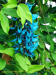 Image result for Strongylodon macrobotrys