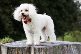 Best Dog Brushing Equipment For Dog Shedding Dogdogs Dog Brushing Dogs Best Dogs