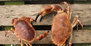 Et quel vin choisir pour accompagner du crabe ? Cuisson Du Tourteau Femmezine Fr