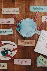 Das Auge Materialpaket Mit Forscherheft Bildkarten Unterrichtsmaterial In Den Fachern Biologie Naturwissenschaften Physik Sachunterricht In 2020 Bildkarten 5 Sinne Forscher