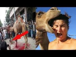 Most dangerous and beautiful camel qurbani on eid 2019 part 3. Dangerous Camel Qurbani Attack Youtube