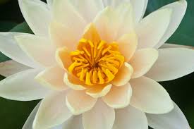 Lotus Flower Meaning Flower Meaning