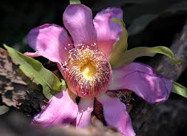 Image result for Manniella gustavi