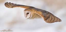 More Barn Owl images - Mia McPherson's On The Wing Photography