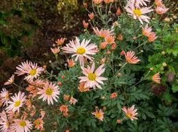 Chrysanthemum Sheffield Aka Single Apricot Garden Diary Garden Plants