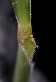 Image result for Setaria homonyma