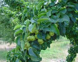 Image result for Pyrus pyrifolia