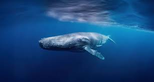 Catarina paolino onlyfans transando looking for a person to