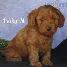 Cavapoo prices fluctuate based on many factors including where you live or how far you are willing to travel. Pin On Puppies