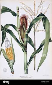 Image result for Zea mays