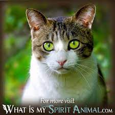 Dreaming Of Cats Cat Dream Meaning Black Cats Tigers Lions More Cat Having Kittens Cat Face Animals
