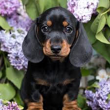 Pups, english cream miniature dachshunds, champion, show, champion lines, dachsie, guardian dachshunds, miniature dachshund puppies, mini we occasionally sell mini dachshund pups with full akc registration for show. Puppies For Sale In Las Vegas Pet Stores Dogs For Sale