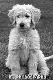 Black And White Doodle Dog For Sale Goldendoodle Black And White Photographs Goldendoodle Puppy Pretty Dogs Goldendoodle Grooming