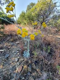 Image result for Nidorella pinnata