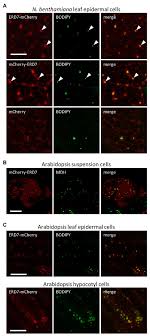 Plant cells have larger sized vacuole. Frontiers Arabidopsis Thaliana Early Responsive To Dehydration 7 Localizes To Lipid Droplets Via Its Senescence Domain Plant Science