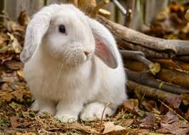Image result for bunny