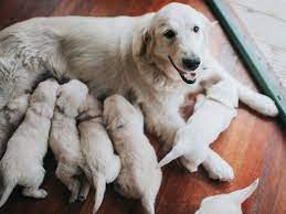 Helping A Dog In Labor