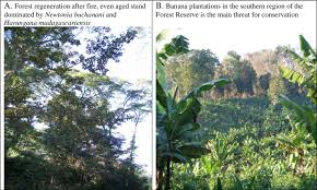 Image result for Memecylon rovumense