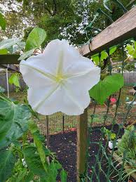Image result for Ipomoea alba