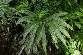 Image result for Gleicheniaceae