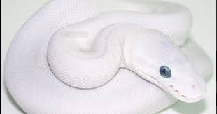 Black And White Corn Snake For Sale Albino Ball Python With Blue Eyes Ball Python Morphs Pythons For Sale Ball Python