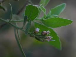 Image result for Pluchea dioscoridis