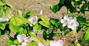 أزهار السفرجل Plants Blog Tree