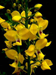 Image result for Eulophia schweinfurthii