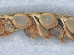 Image result for Melanospermum