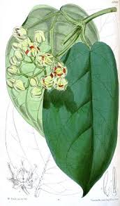 Image result for Mondia ecornuta