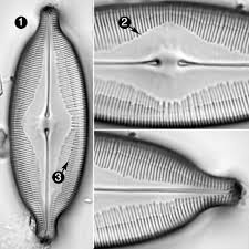 Image result for Dissotis caloneura