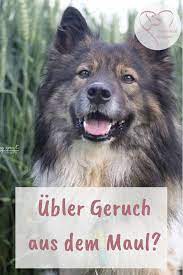 mundgeruch beim hund herzenshund kerngesund mundgeruch hunde ernahrung hund mundgeruch