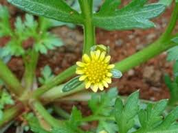 Image result for Chrysanthellum indicum
