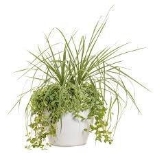 Image result for Mezoneuron welwitschianum