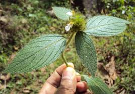 Image result for Leucas